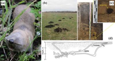 Древняя пыльца из нор грызунов помогла  белгородским учёным восстановить климат степей
