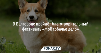 В Белгороде пройдёт благотворительный фестиваль «Моё собачье дело»