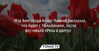 ​Мэр Белгорода рассказал, что будет с тюльпанами, после фестиваля «Река в цвету» ​