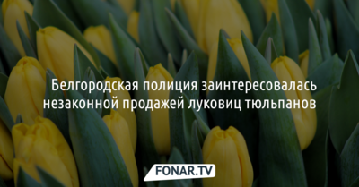 ​Белгородская полиция заинтересовалась незаконной продажей луковиц тюльпанов