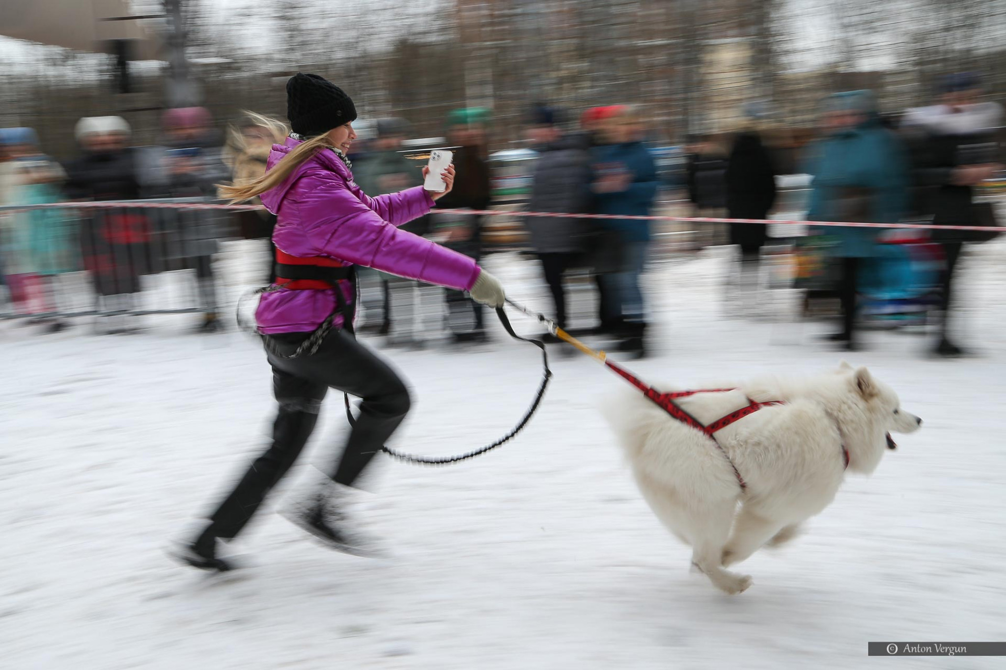 Участница забега хаски вместе с хозяевами «Хаски-Trail» в Центральном парке имени Ленина в Белгороде. 11 февраля 2023 года