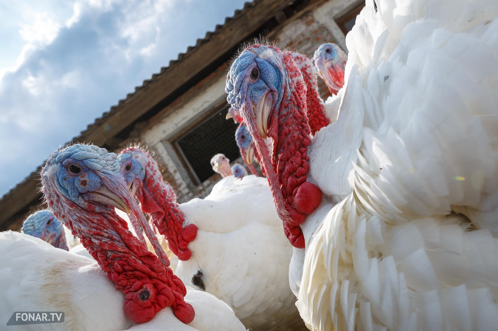 Крестьянско-фермерское хозяйство «Покровская индейка», Волоконовский район, 26 октября 2017 года