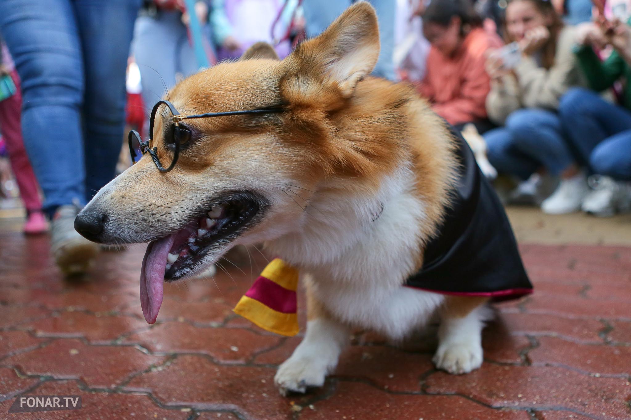 Собака в костюме Гарри Поттера во время парада корги в Белгороде, 06 июня 2021 года